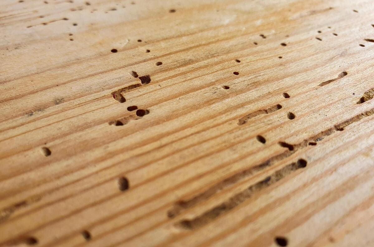 Identifying Termite Damage on Hardwood Floors