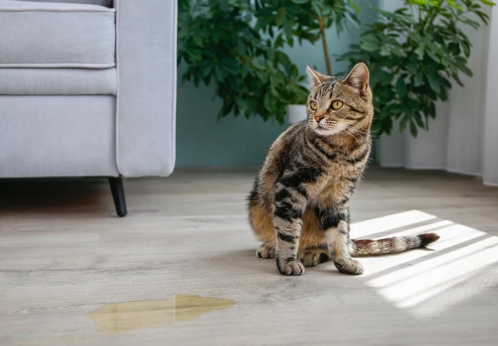 Cleaning Cat Urine from Hardwood Floors 