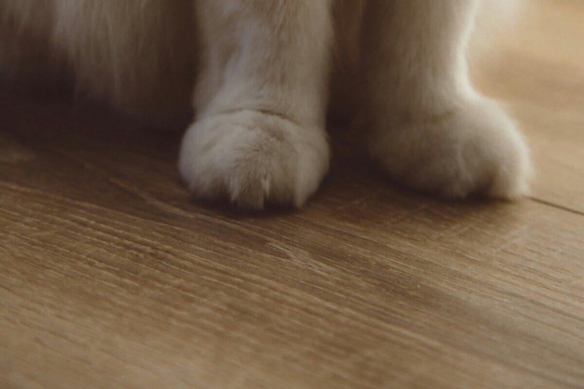 Cleaning Cat Urine from Wood Floors